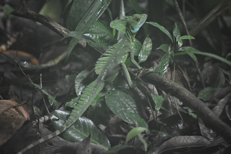 Basilisk lizard, not more leaves