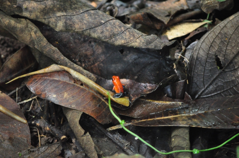 "Blue jeans" poison dart frog, SARAPIQUI rain forest