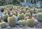 Alien pods looking for the mothership, not cacti