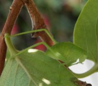 Katydid, not a leaf
