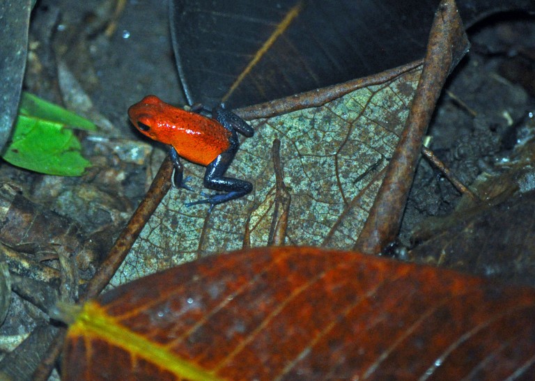 Poison-dart "Bluejeans" frog, SARAPIQUI rain forest